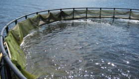 Министерством сельского и рыбного хозяйства Республики Карелия запланировано заседание комиссии по определению границ рыбоводных участков на акватории озера Каскеснаволок