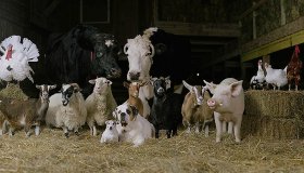 Владельцам сельскохозяйственных и домашних животных